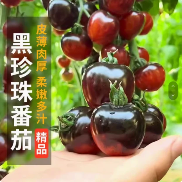 【全店满5包包邮】黑珍珠番茄种子蔬菜种子
