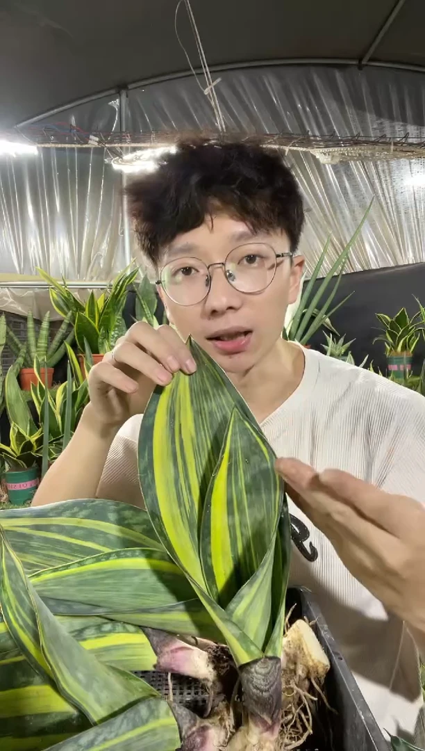 黄金宝镜单叶带心裸根13.8