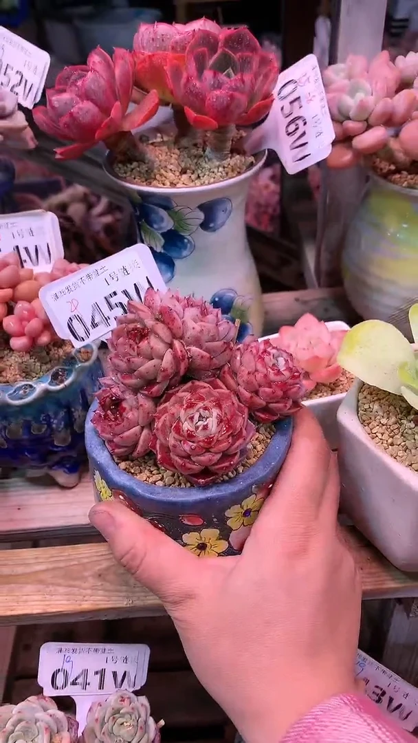 【闪购商品】045WWW