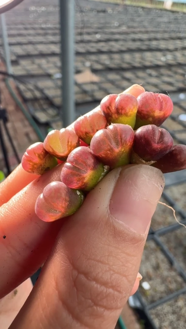 98多肉植物肉锥红颗粒一颗