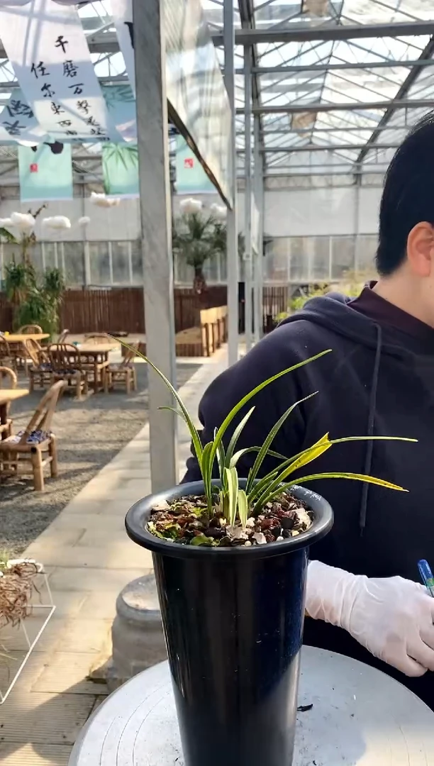 【闪购商品】金牛，未见