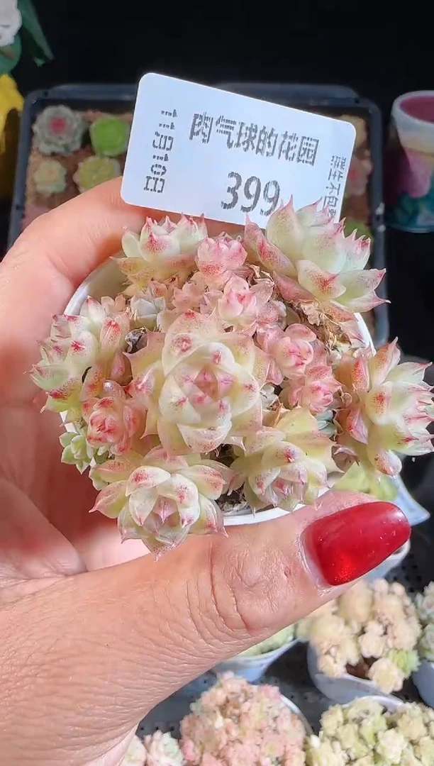 1110-399（群生不包整）