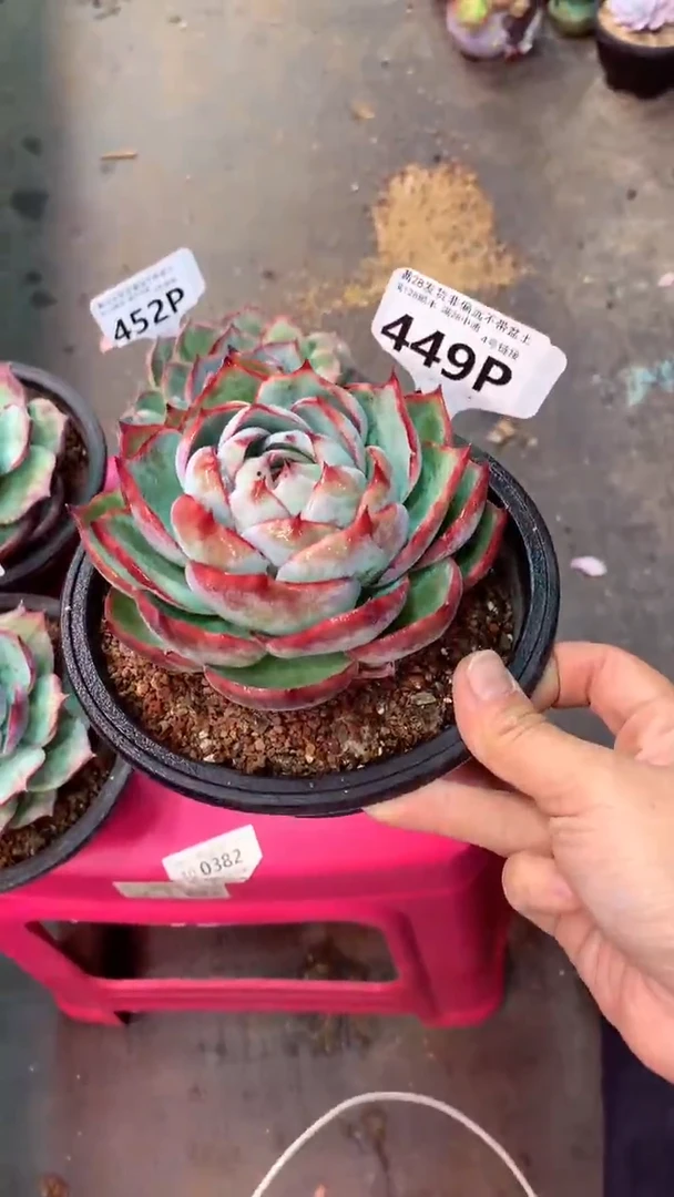 d****m449P  (一物一拍实付满28发货，默认不带盆土）