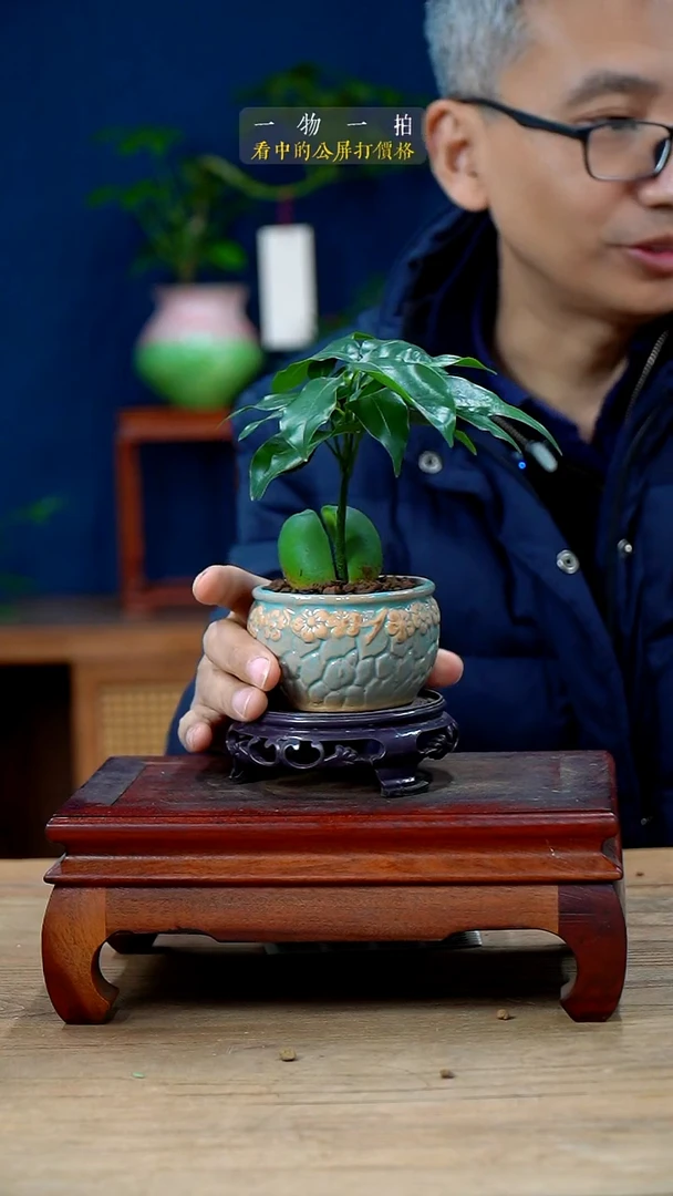 完全开放橘*香开心果209