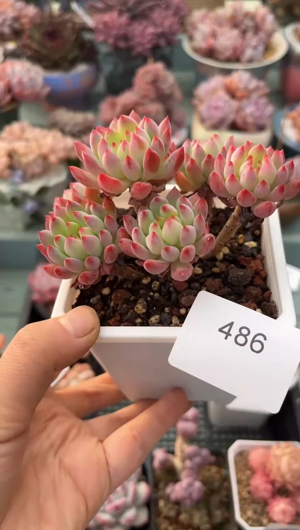 486群生蓝苹果多肉