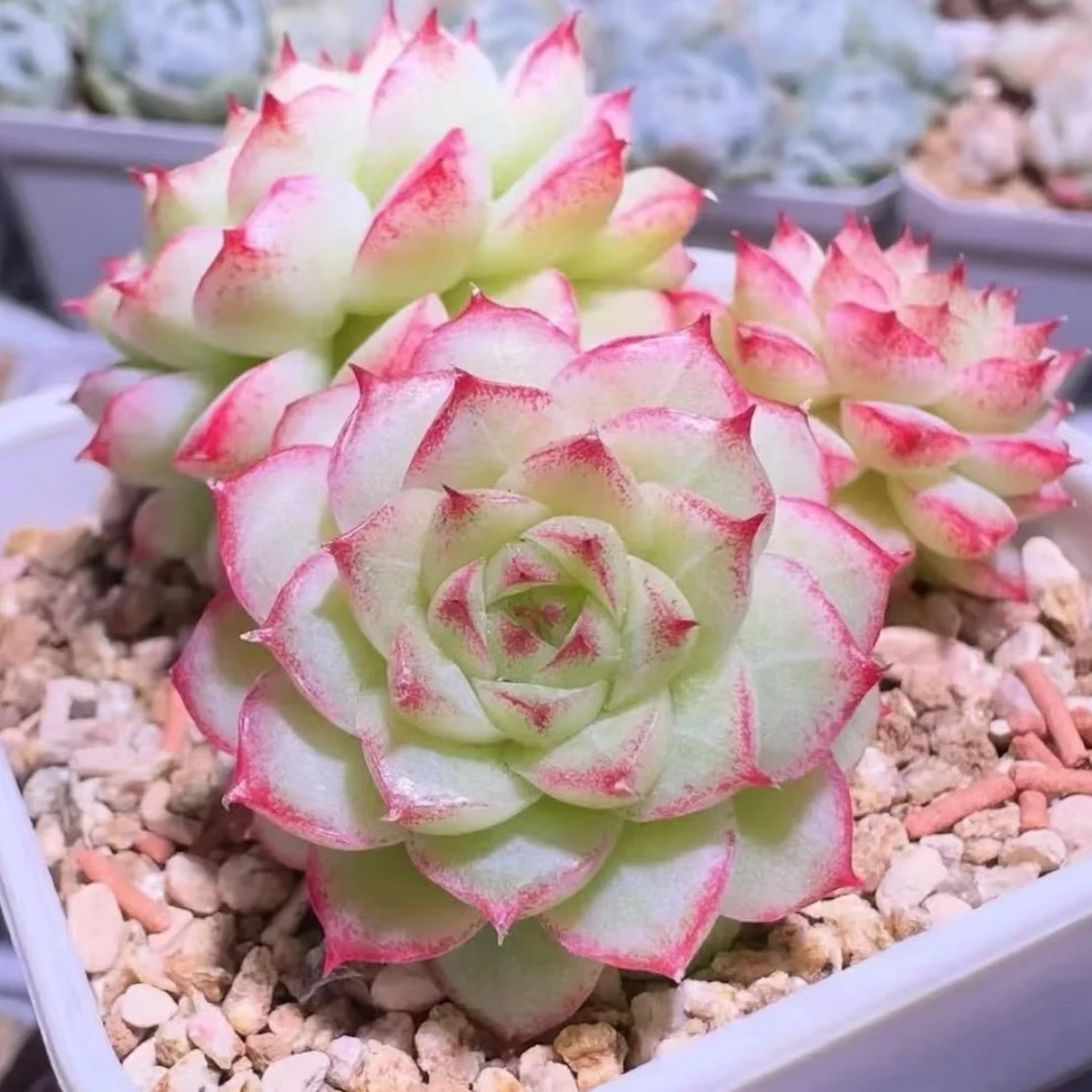 【百丽多肉】红麦秆女王  精品多肉植物 带盆带土福利品  一单包邮！