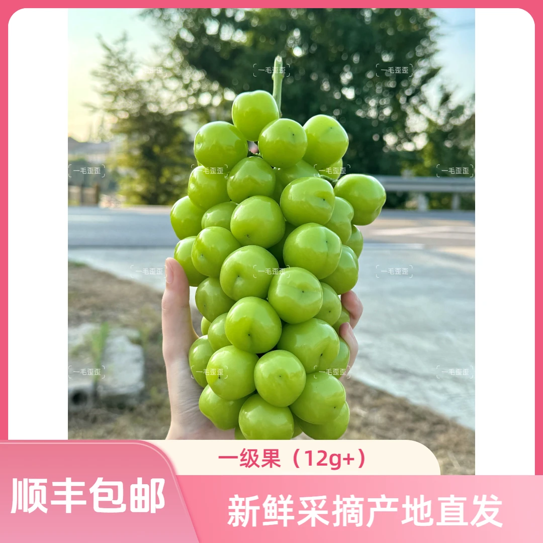 【一级果】正宗阳光玫瑰葡萄果王现摘现发新鲜香甜脆爽爆汁