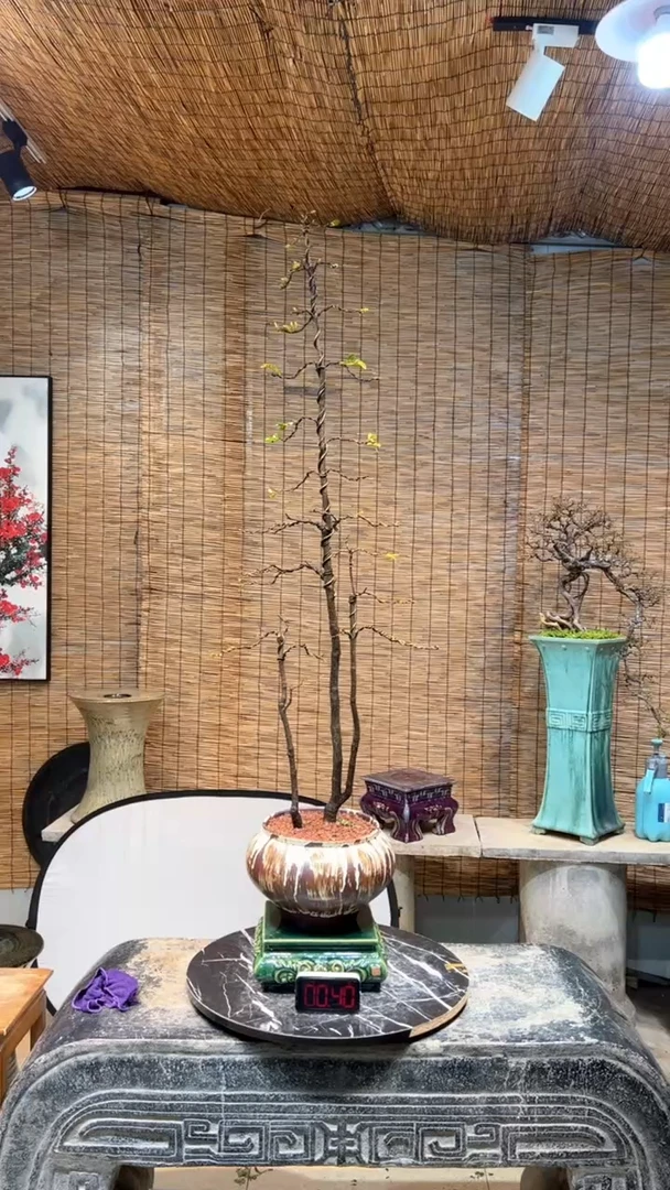 【闪购商品】盆景盆景