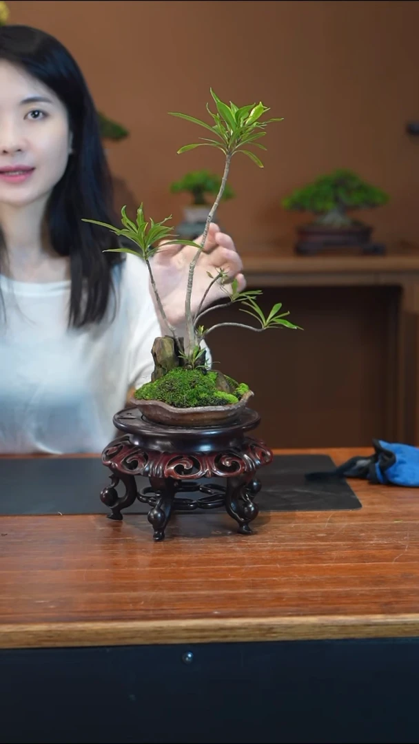 全部花朵采*栀子花盆景盆景盆景