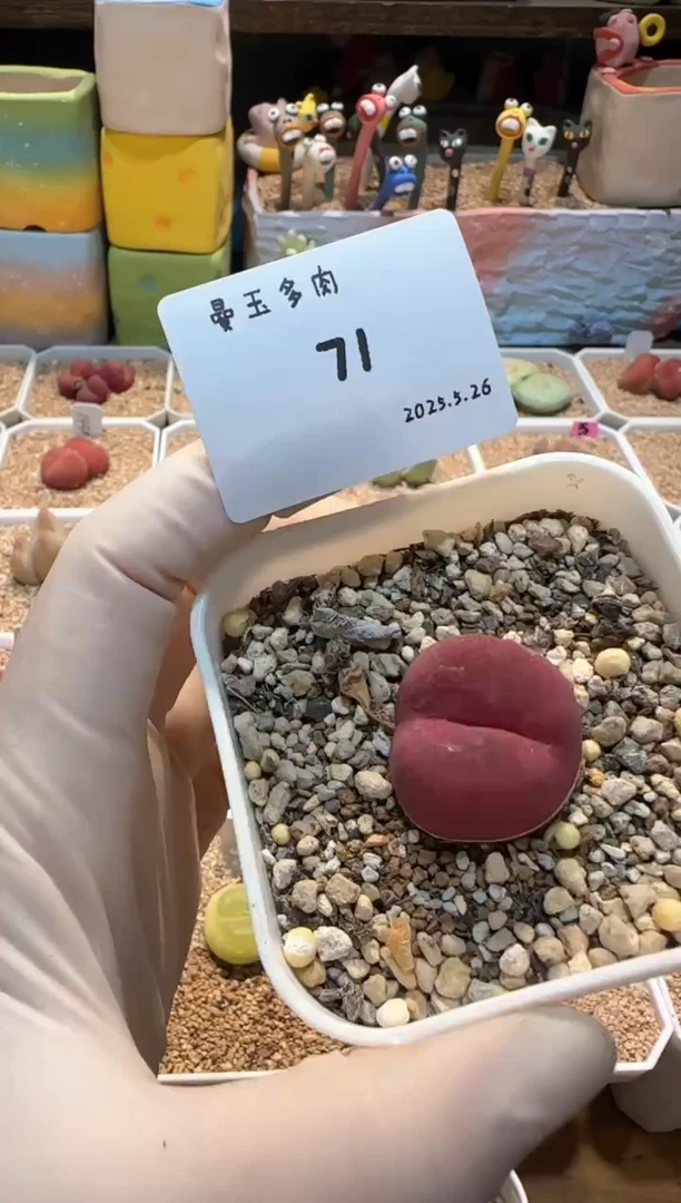 25.5.26-71多肉多肉