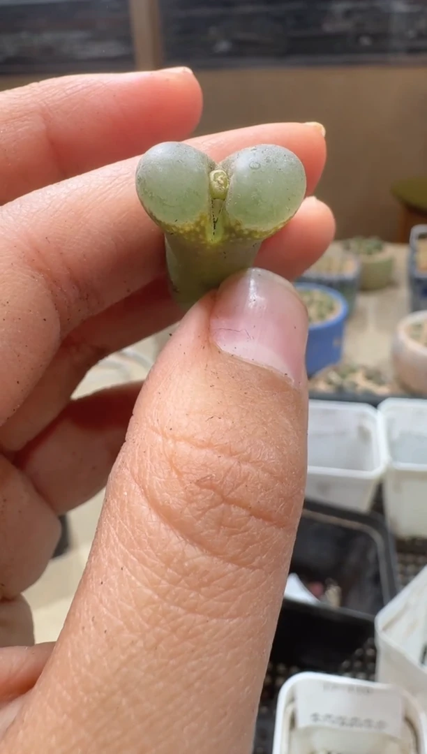 多肉植物肉锥23-16粉芸台