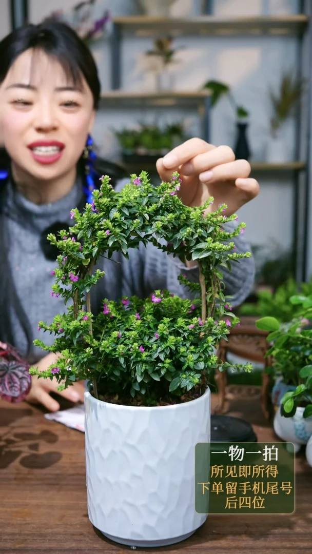 【闪购商品】43--2649白满天星