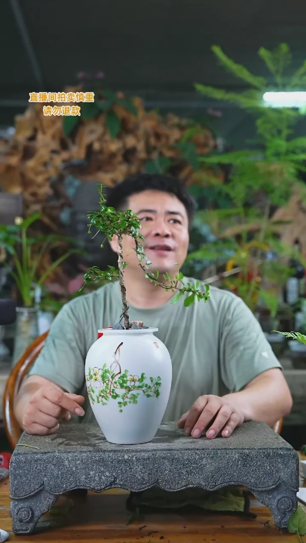 当前无花栽培后可以开花6福建茶T
