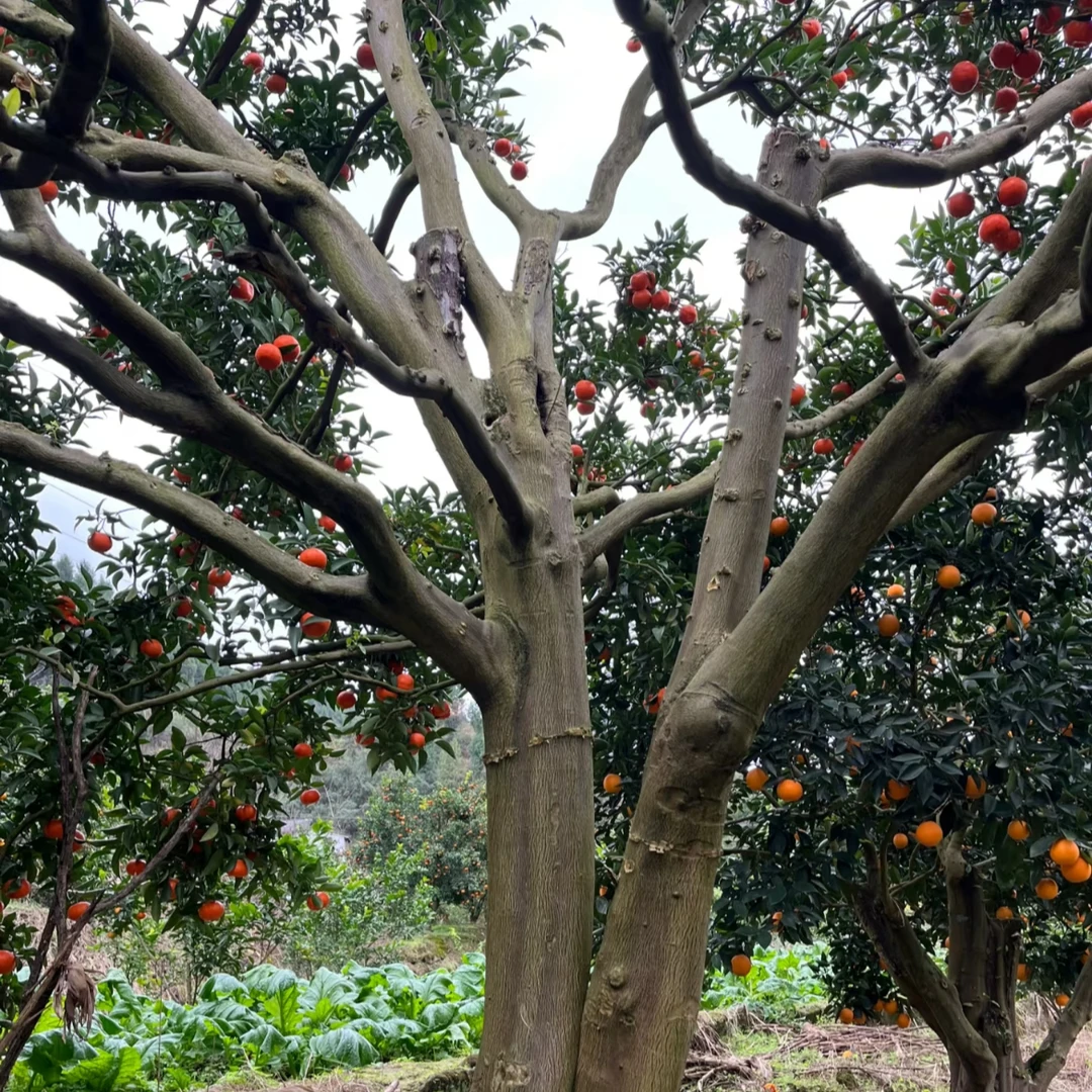 正宗老树大红袍万县川红橘陈皮原料