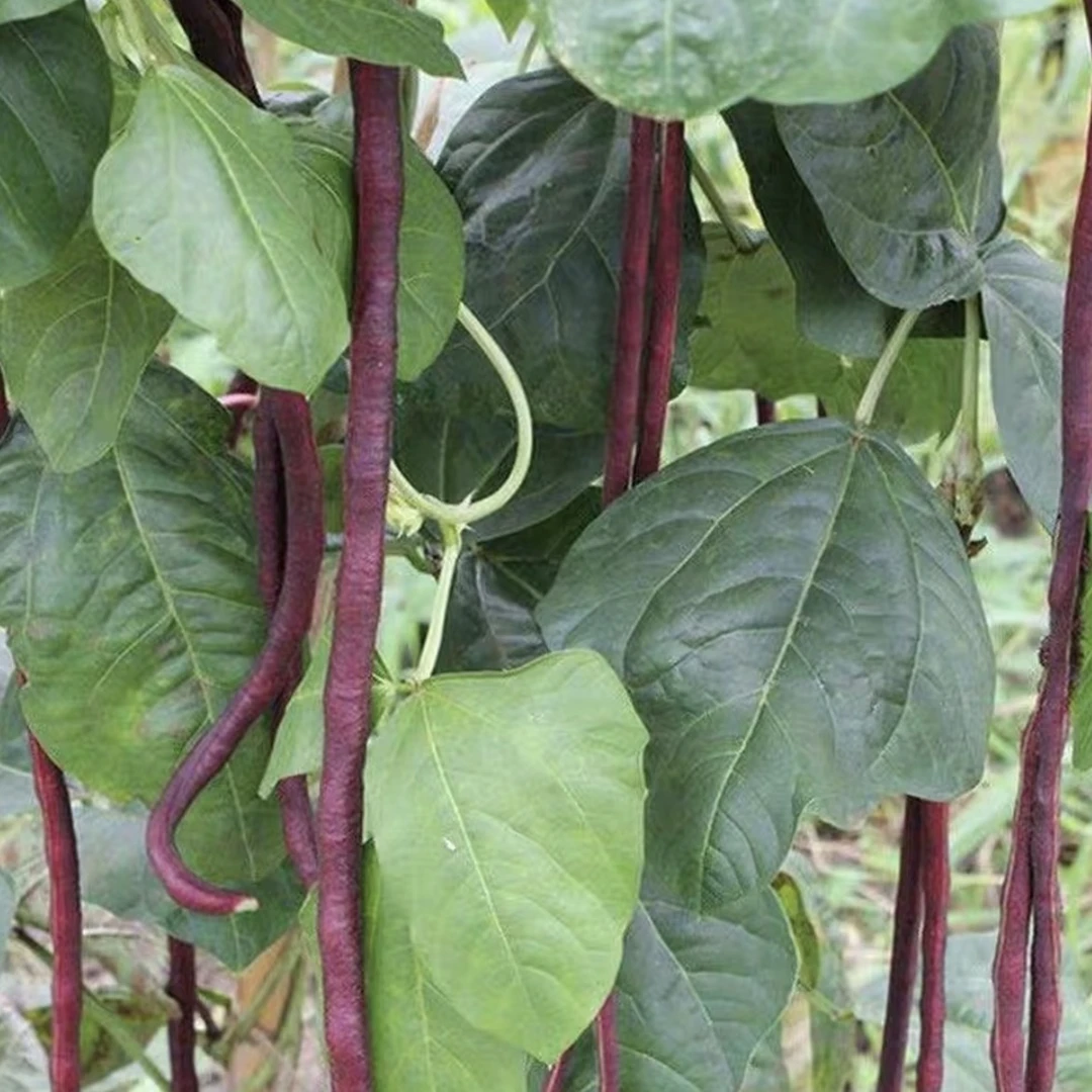 八月乌秋豆角种子春秋地豇豆四季家庭阳台盆栽蔬菜种籽长豆角籽种