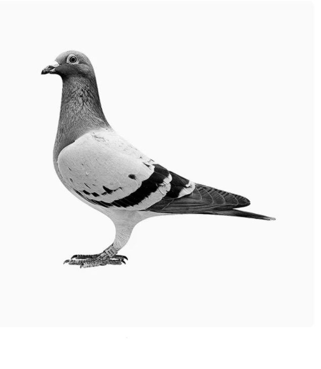 成绩鸽，赛鸽，鸽子