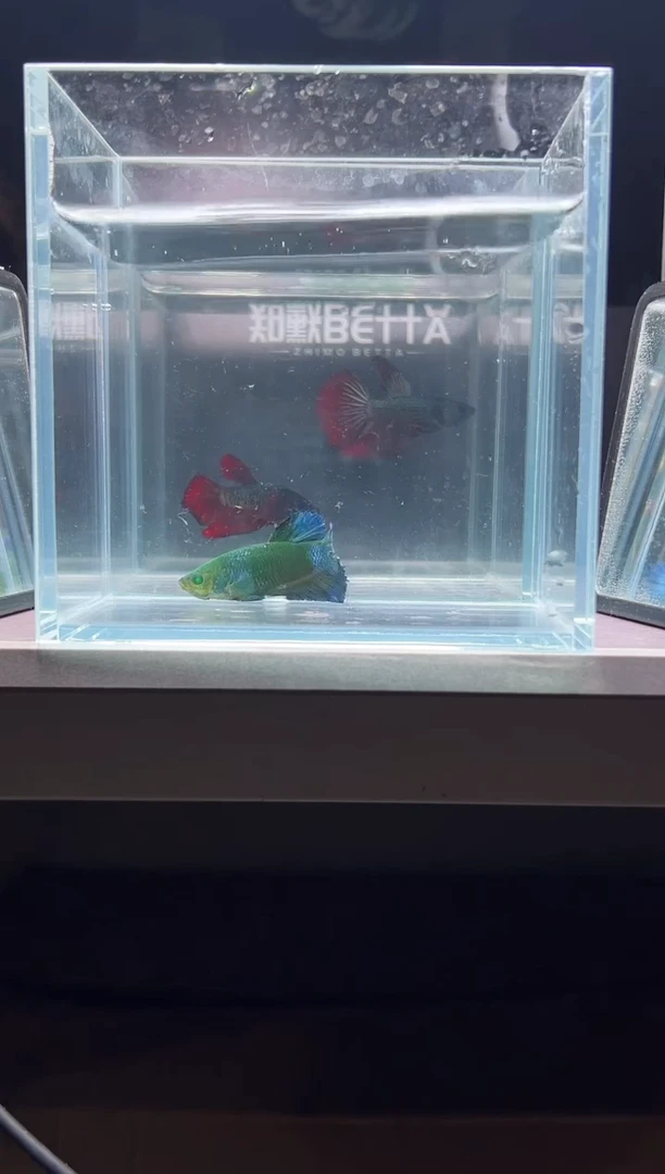 斗鱼知默精品印尼斗鱼