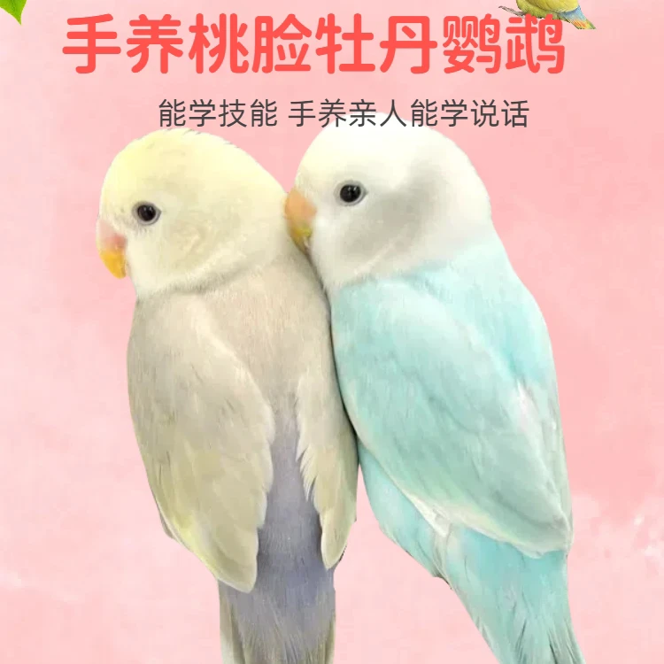雏鸟活物紫罗兰牡丹绿金蓝银黄桃玄风原始精品黄化雏鸟亲人手养鸟