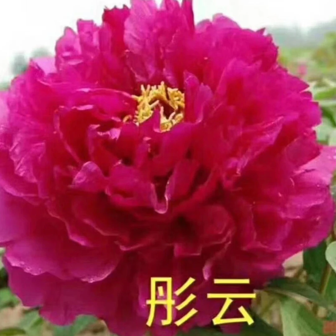 【彤云】牡丹花苗 国色芳华同款 先发肥料，秋季发苗 菏泽基地直发