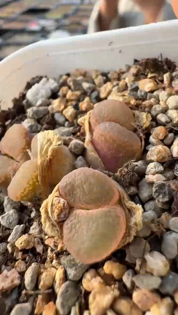 美丽的肉石头10-307