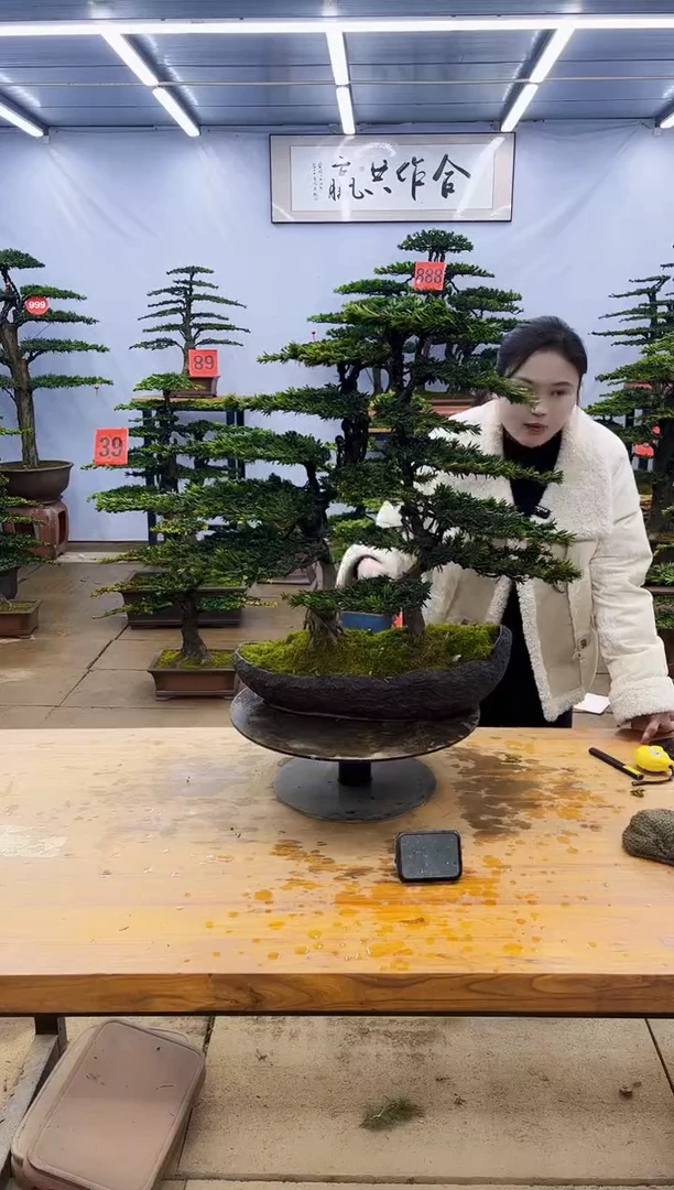 【闪购商品】高端盆景一物一拍，所见即所得