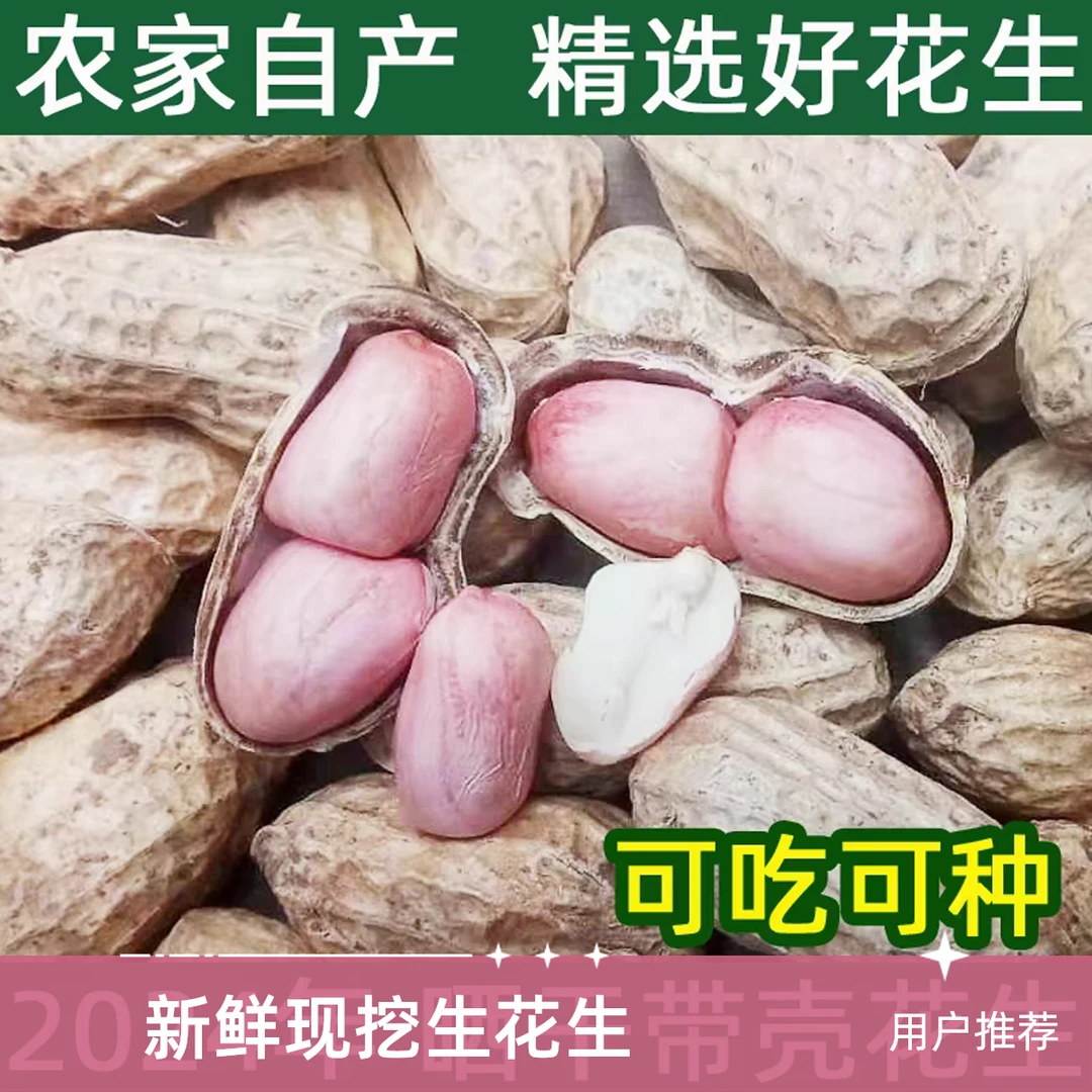 净重发货带壳（生）干花生河南原味花生可吃可种新鲜营养大颗粒