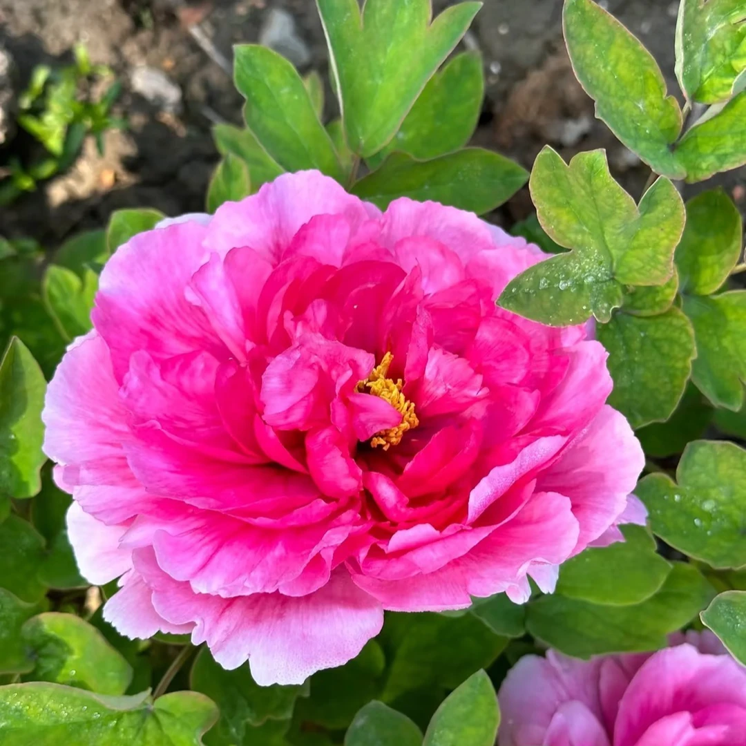 牡丹【曹州红】粉红系牡丹 菏泽本地培育品种 先发肥料 秋季发苗