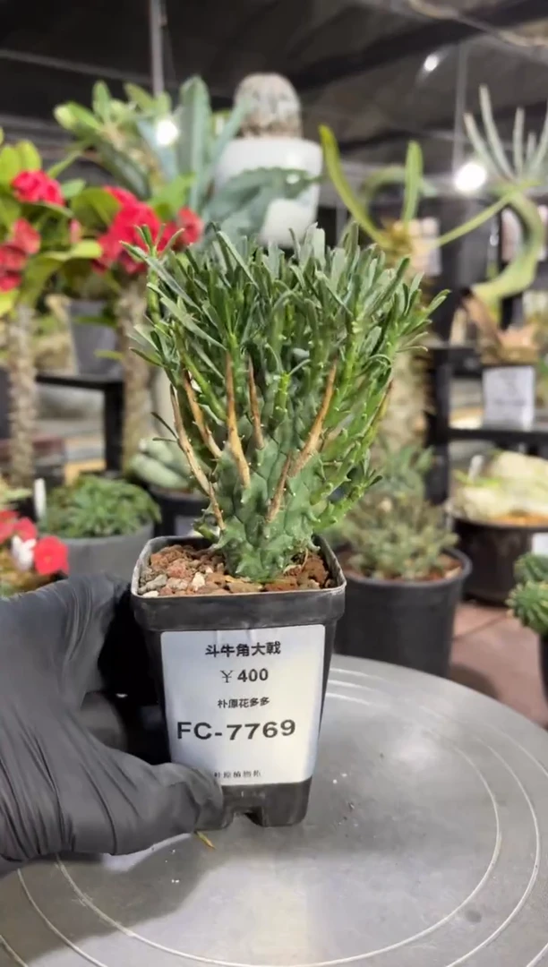 斗牛角大戟FC-7769