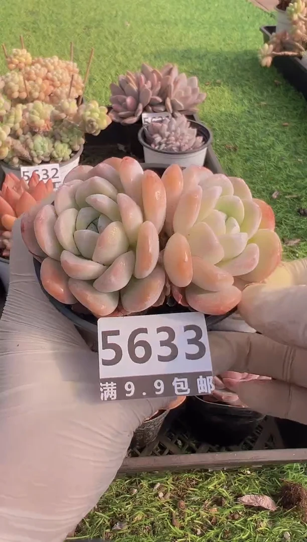 【闪购商品】信福多肉一物一拍