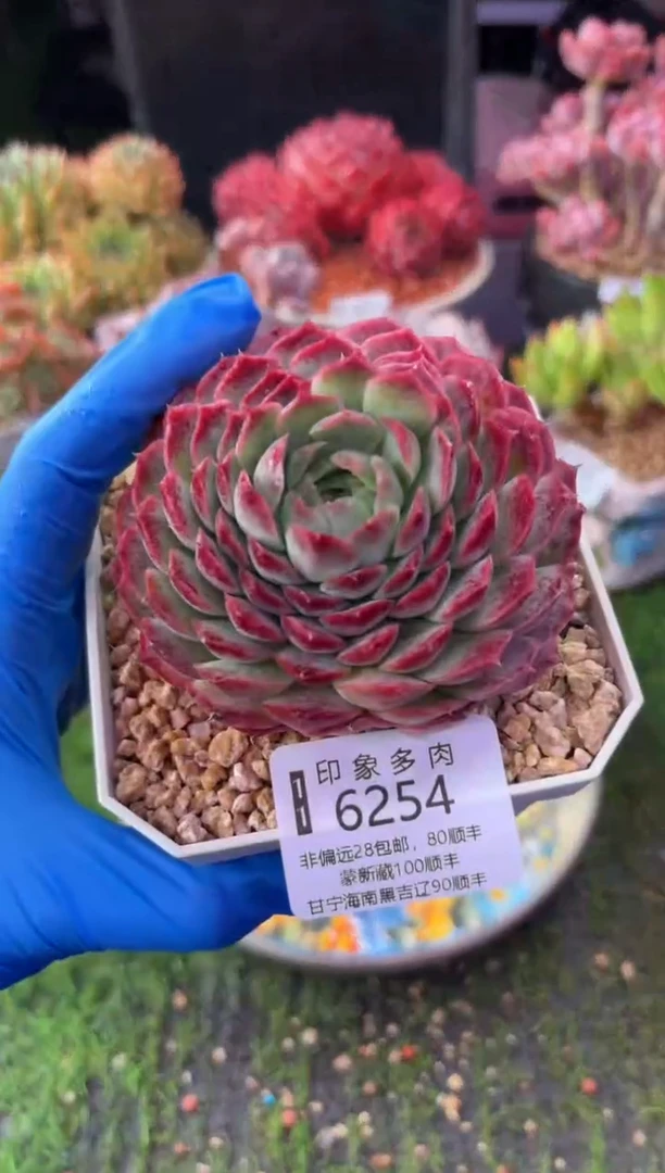 昆明印象多肉6254