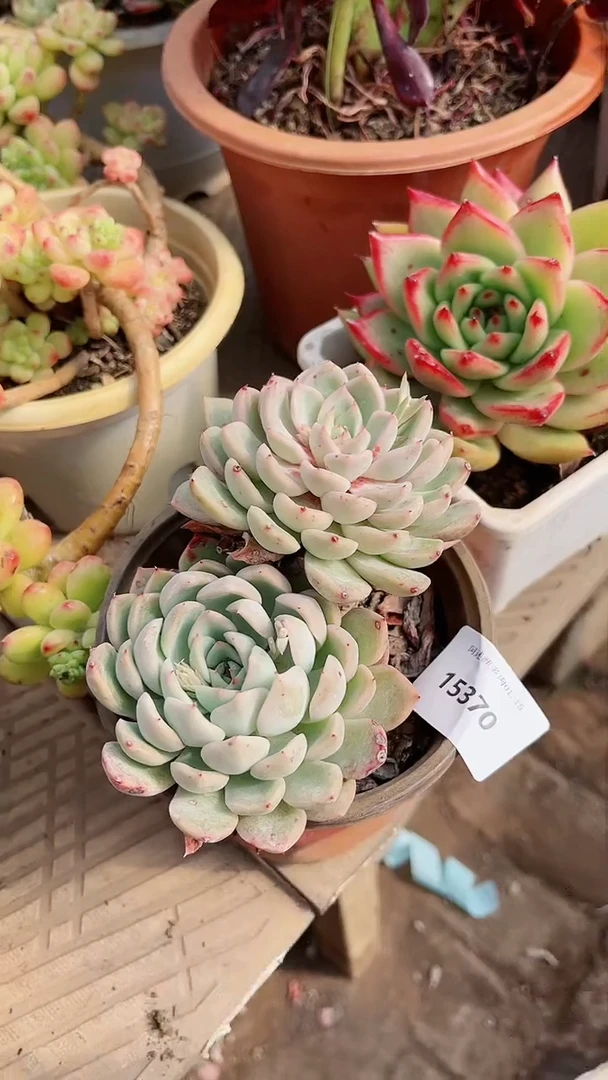 【闪购商品】15370