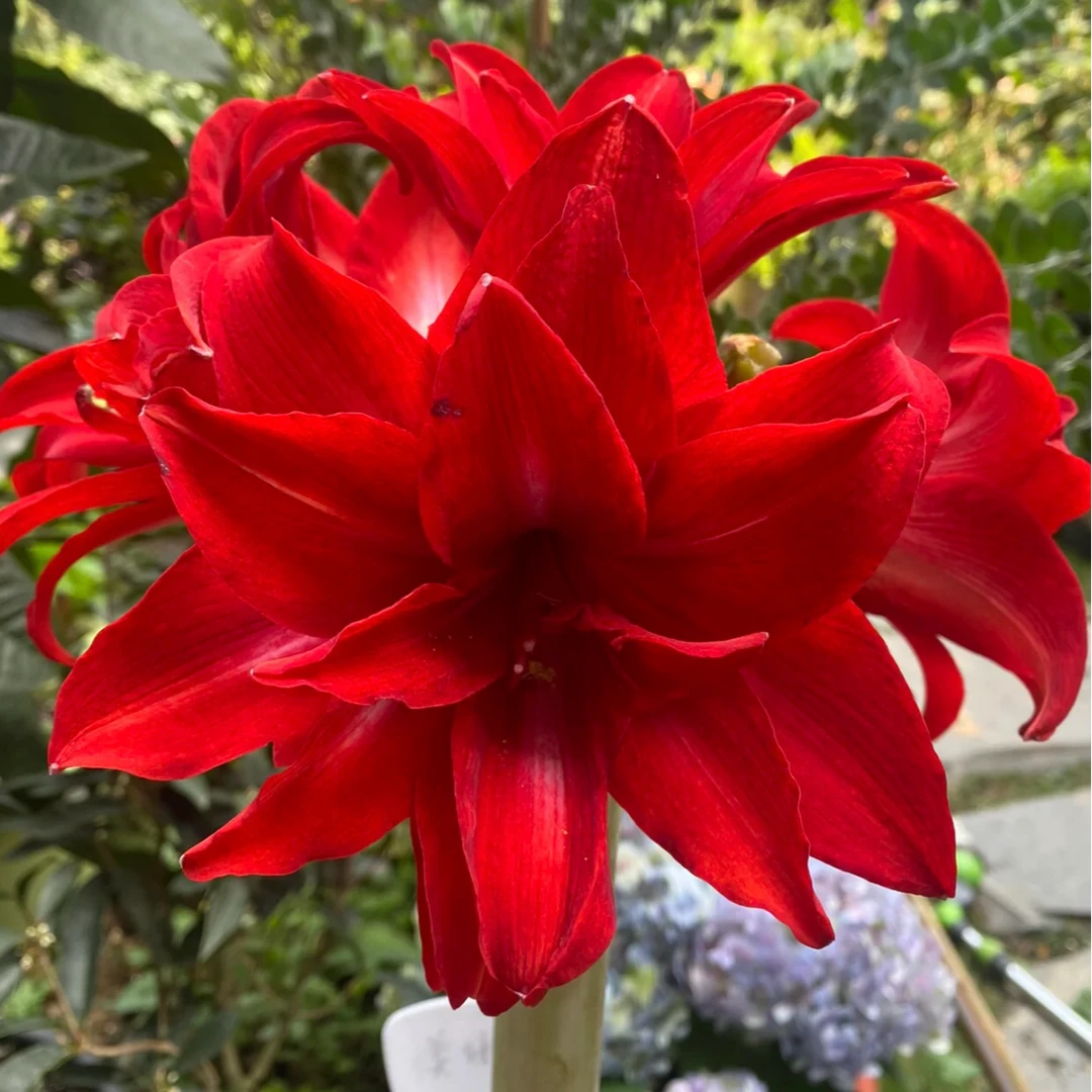 双美味双重惊喜 荷兰进口重瓣朱顶红种球 花草集集花草