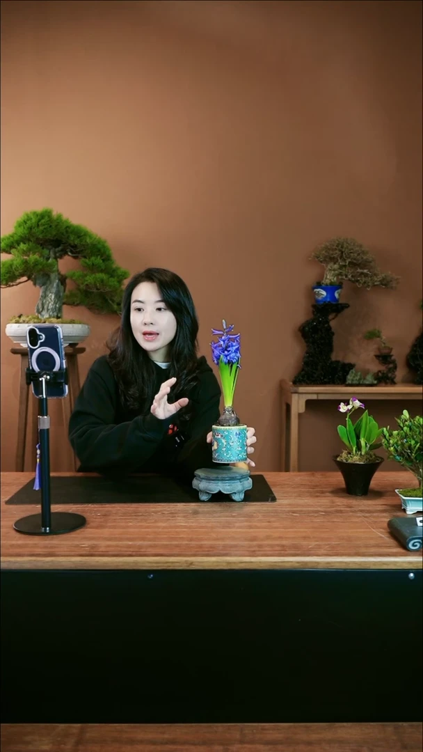 【闪购商品】盆景风信子