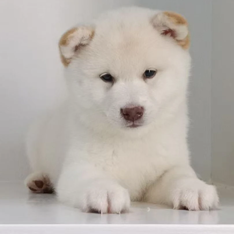 爱之屋豆柴犬舍幼犬活体全款链接