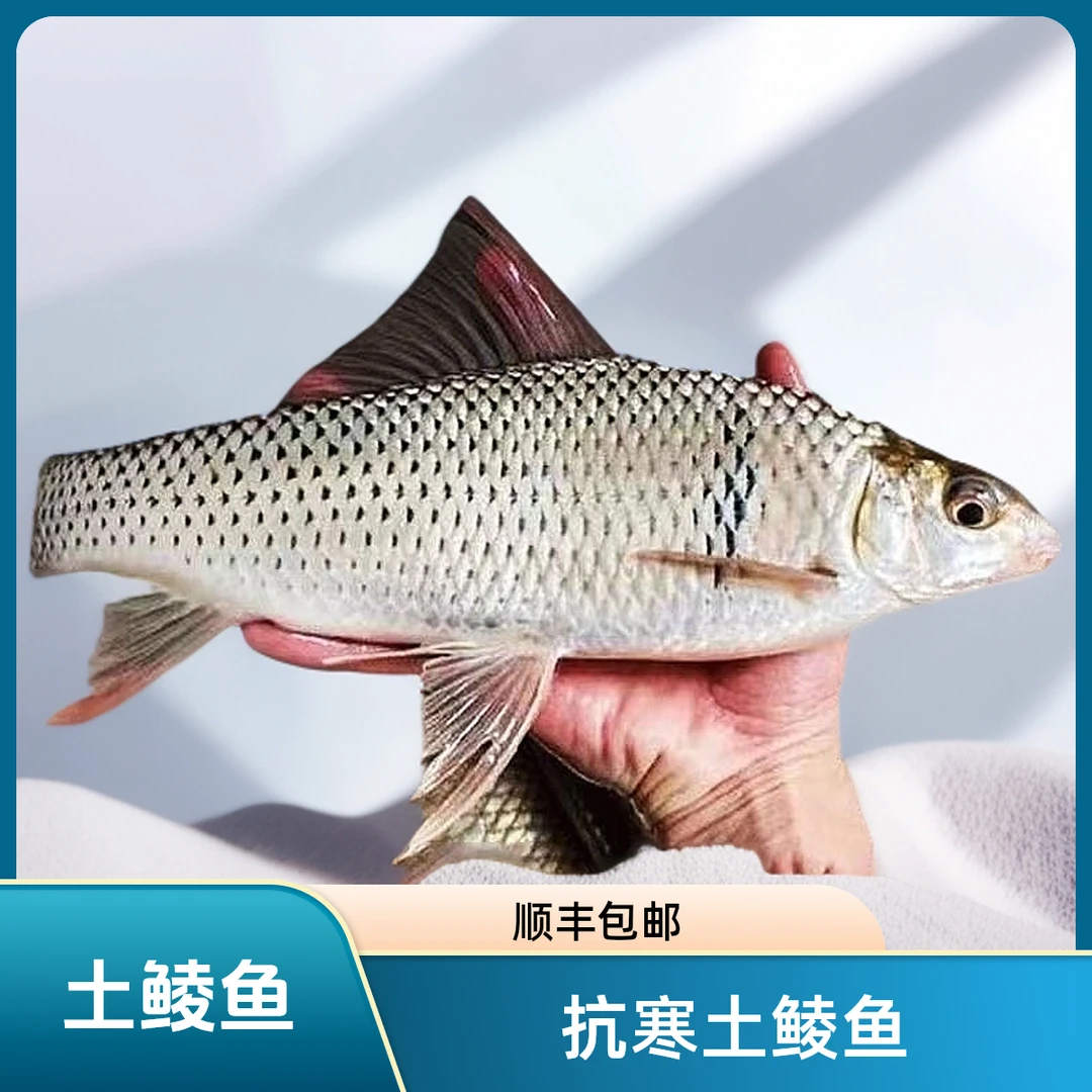 【顺丰包邮】土鲮鱼淡水养殖活体饲料鱼易养殖麦鲮鱼泰鲮鱼