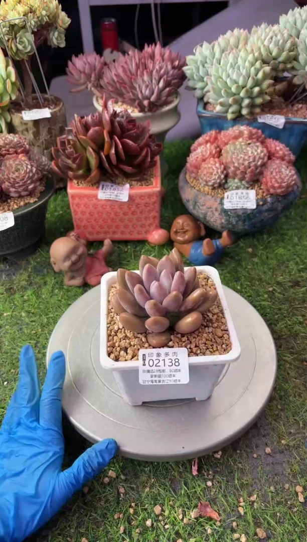 昆明印象多肉02138