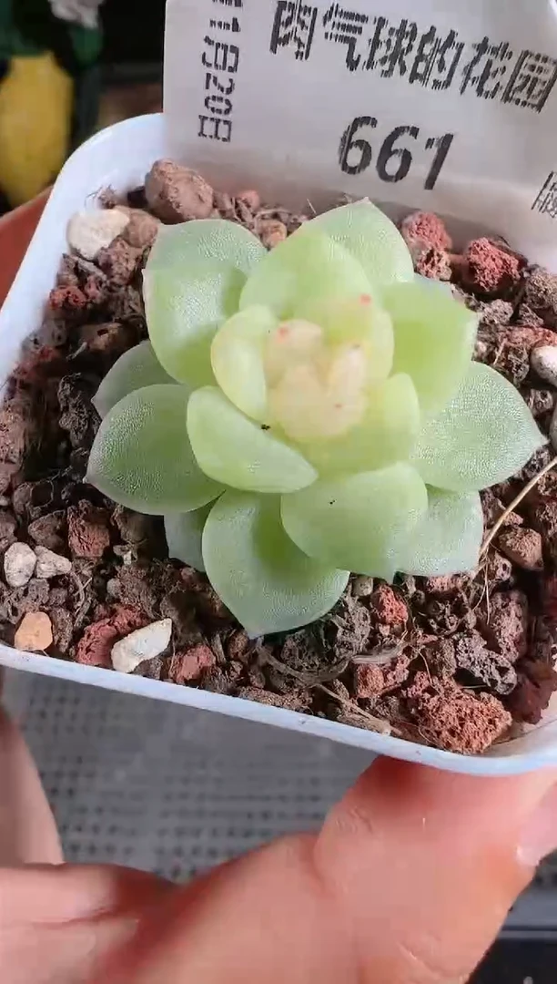 1120-661碧琉璃群生不包整