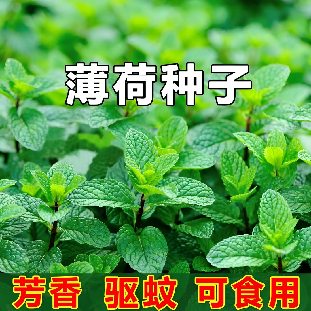薄荷盆栽留兰香可食用批发四季常青好养易活可水培苗客厅桌面植物