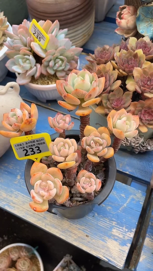 233白月光 满20包邮发货