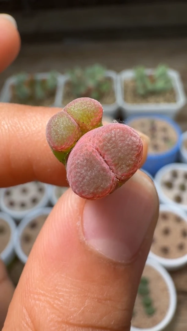 美丽的肉石头（25-31）-421