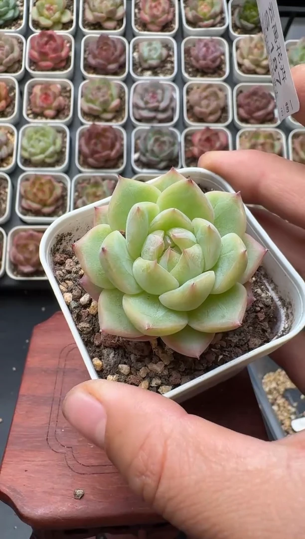 187S带盆土发 当场拍3颗以上包柚 多肉植物 一物一拍