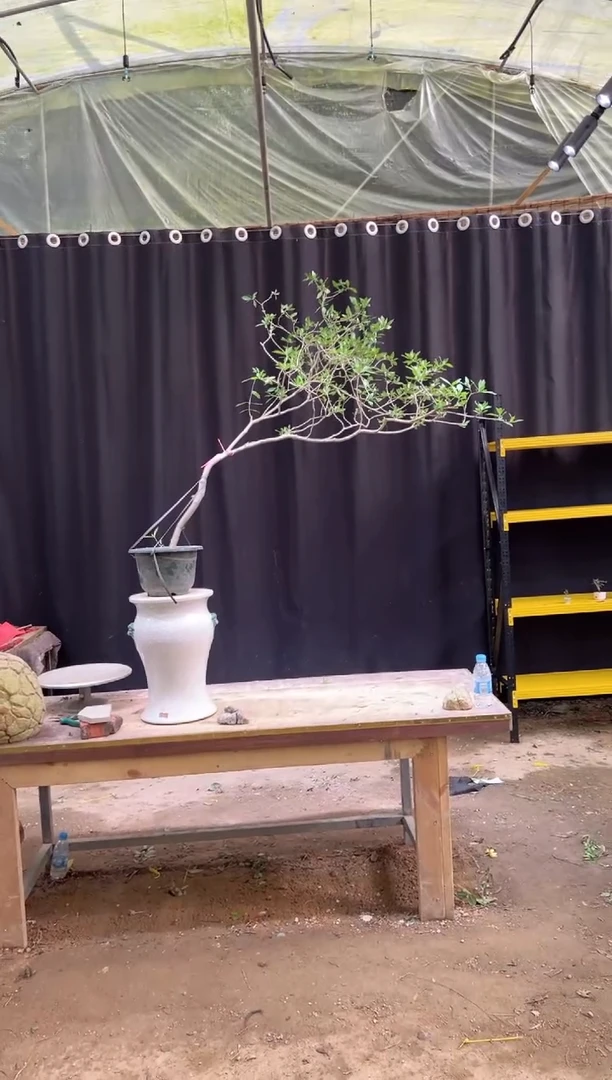 当前无花朵，栽培后可花朵造*主海岛栀子花