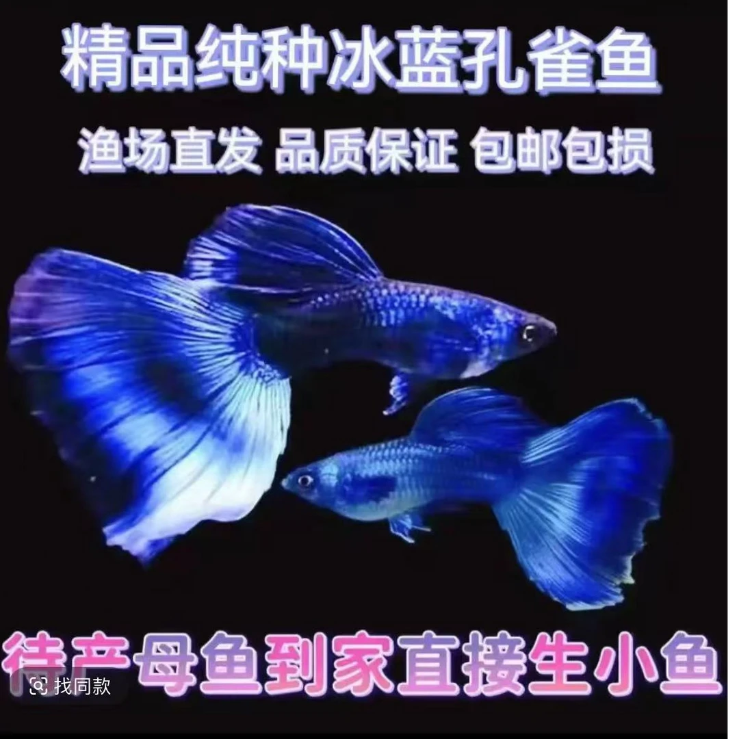 莫斯科冰蓝尾小冰蓝精品孔雀鱼适合新手白云鱼观赏鱼