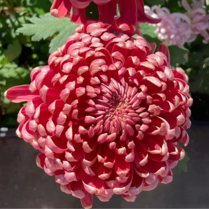 【兼六红】九月大菊花小苗稀有品种花期长耐热耐寒易养活喜阳