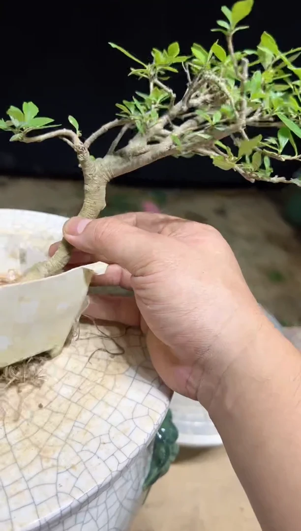 当前无花栽培后可以开花南****）海岛栀子花