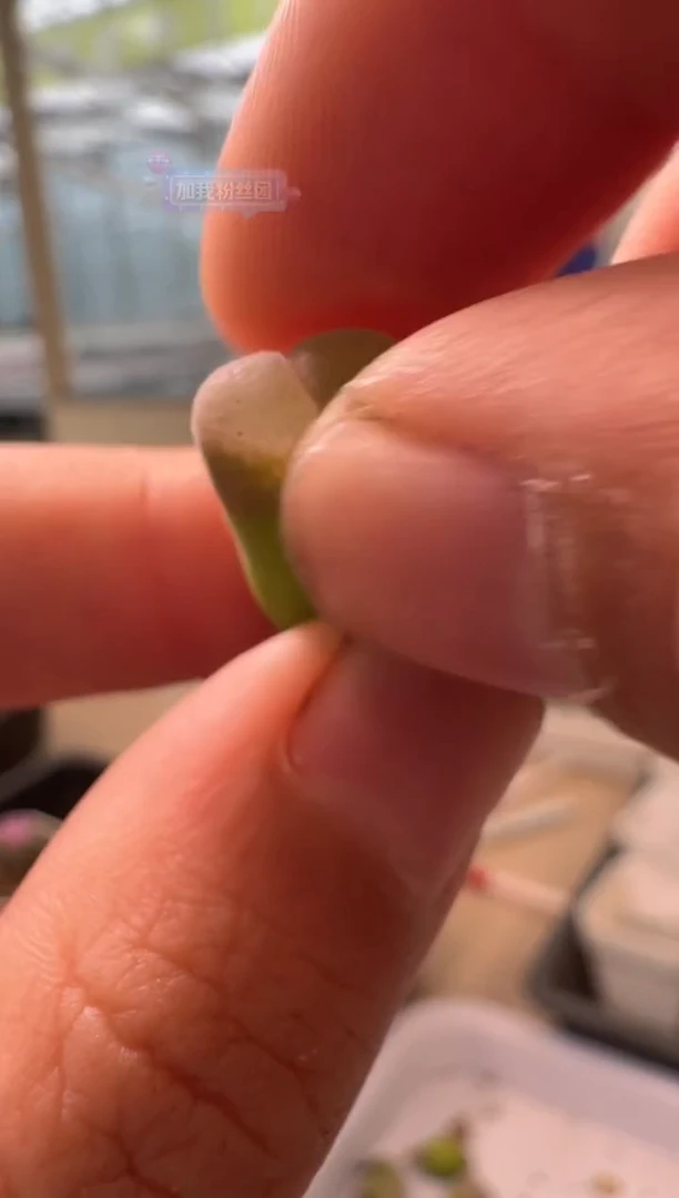 多肉植物肉锥4-132