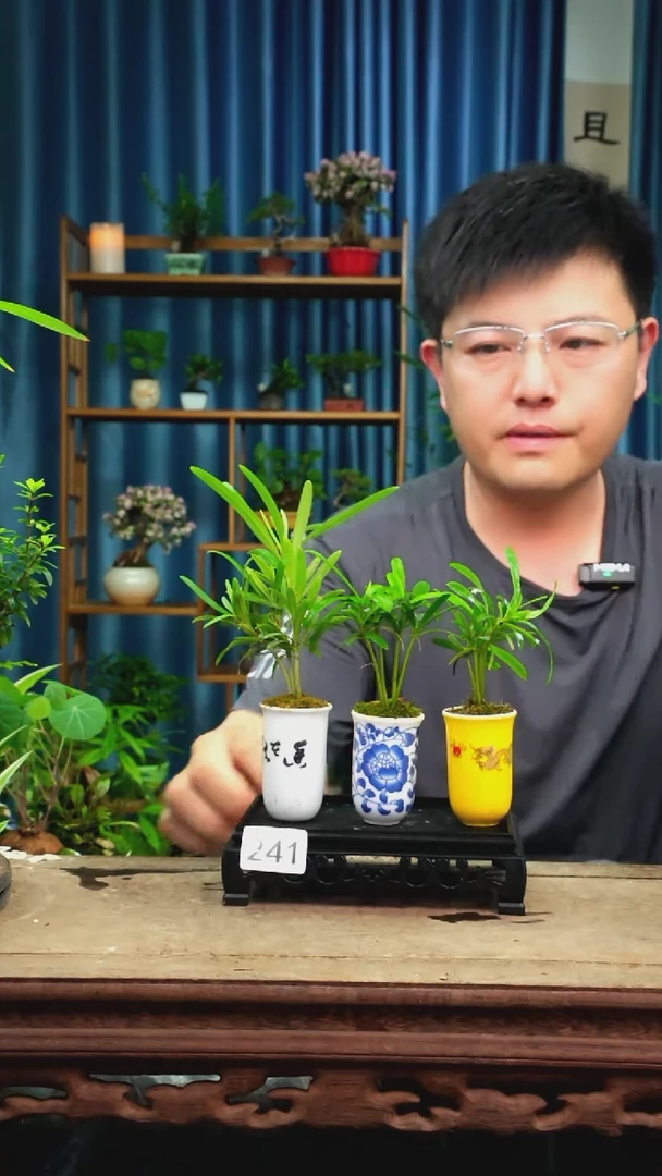 无花朵苔藓微景观241号
