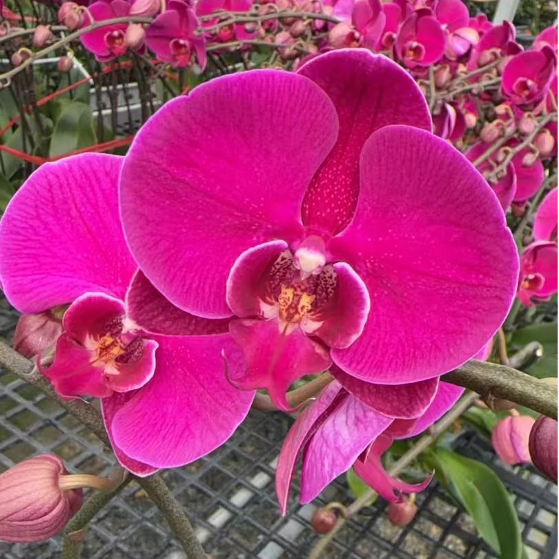 【大辣椒】蝴蝶兰盆栽带花剑带花苞室内观赏花卉四季好养活