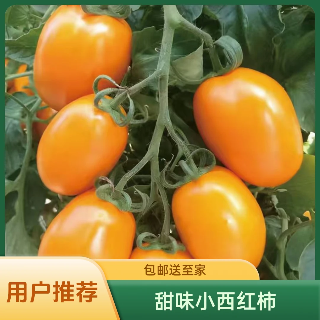 大部分地区包邮蒸蒸日上甜味小西红柿