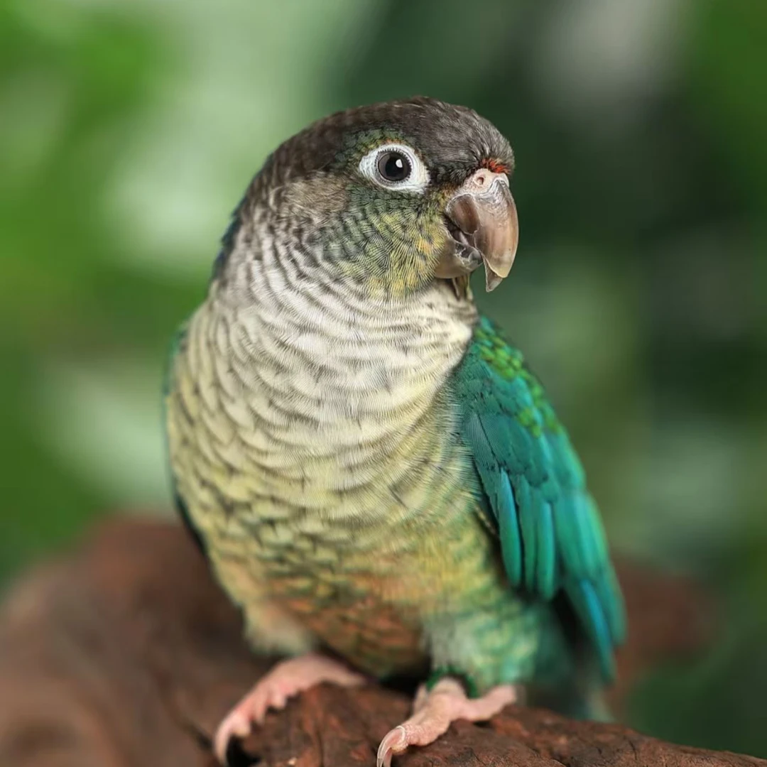 手养鹦鹉宠物鸟适合家养可繁殖亲人的活鸟